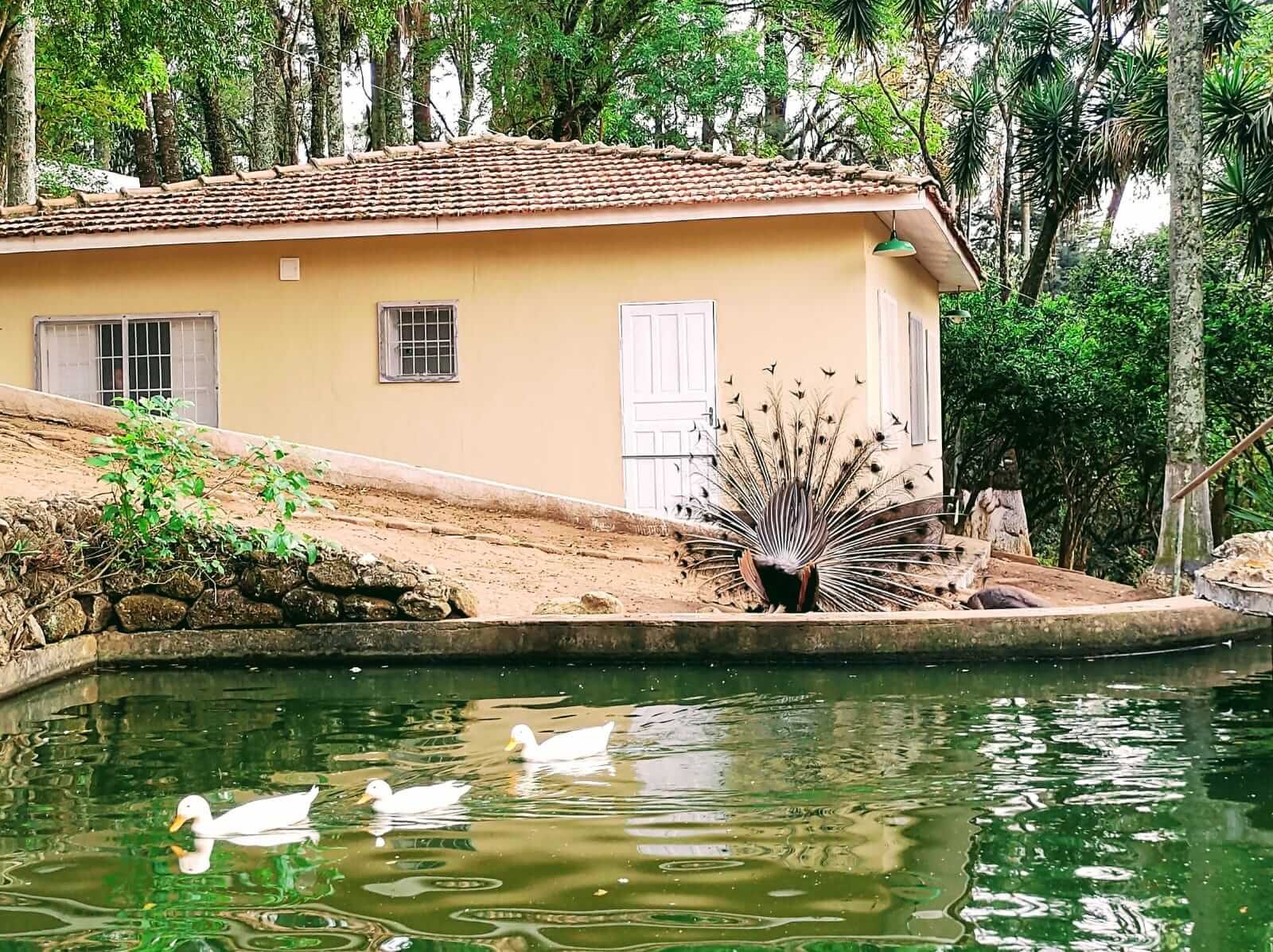 m cantareira (4)
